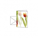 sigel Frühjahrs-Faltarten (inkl. Umschläge), Tulpe,...